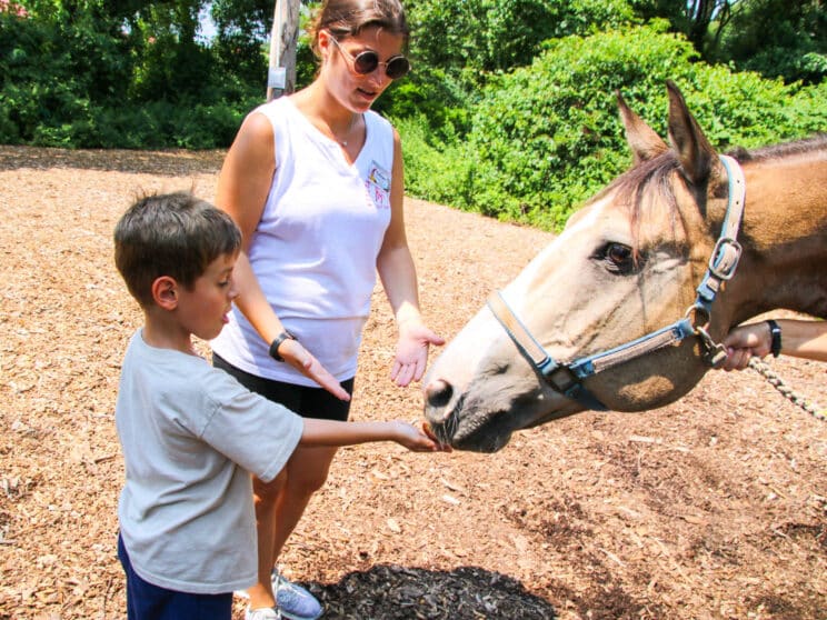 Camper feeding a horse.