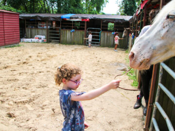 Camper feeding a horse a piece of hay.